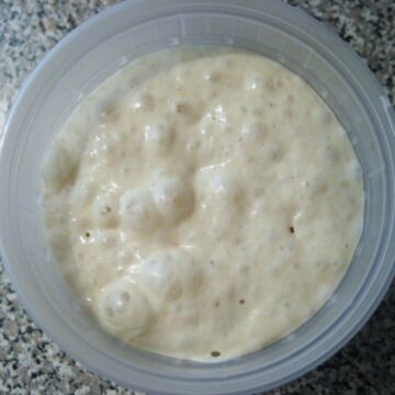 overhead view of bubbly bread starter in a plastic quart container