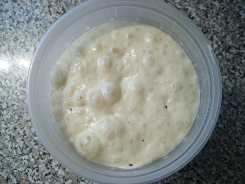 overhead view of bubbly bread starter in a plastic quart container