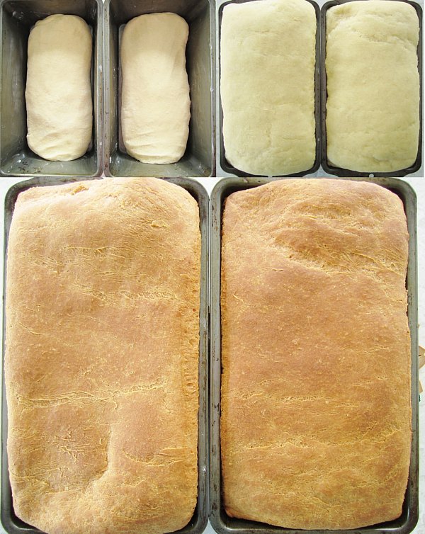 In process photos of brioche dough in pans before rising, after rising, and after baking