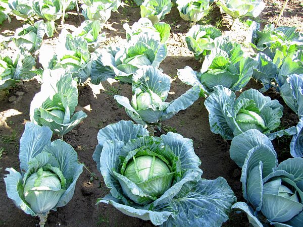 cabbages growing in a garden