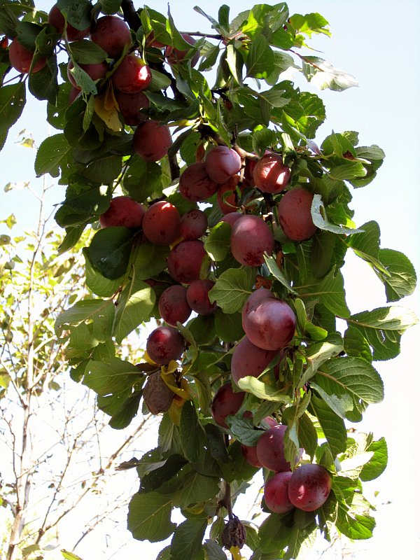 plums growing on a tree