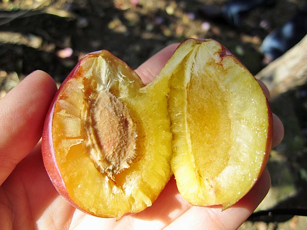 a golden plum split in half on a person\'s palm