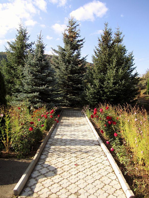 A stone path with plants on either side and evergreen trees at the end of it