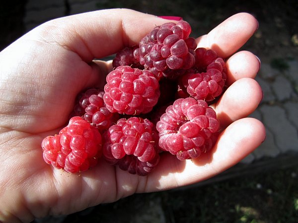 a handful of red raspberries
