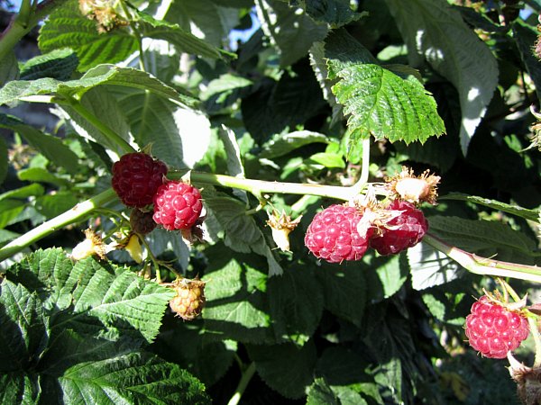 A closeup of fresh red raspberries growing on the vine