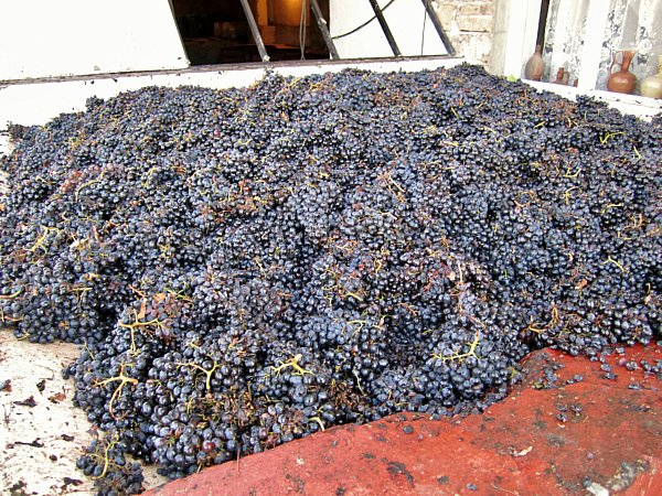 piles of grapes covering a large surface