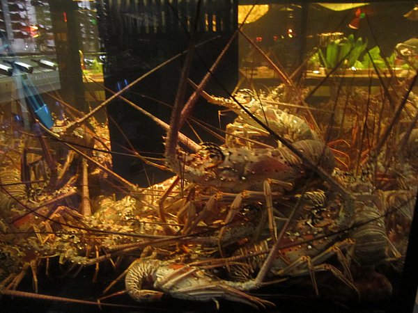 a bunch of Caribbean lobsters in a tank