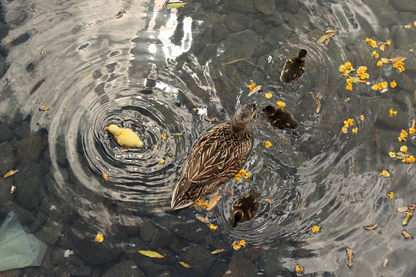 A closeup of an adult duck and ducklings in a body of water