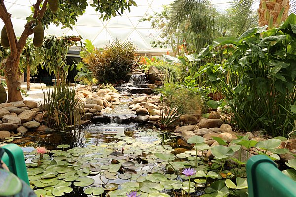 a swampy area with lily pads and other plants