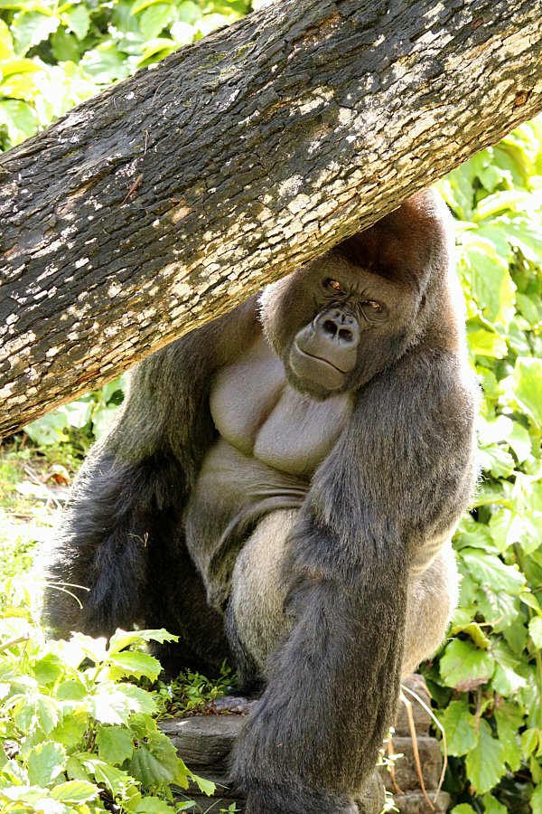 A closeup of a gorilla hiding behind a large tree branch