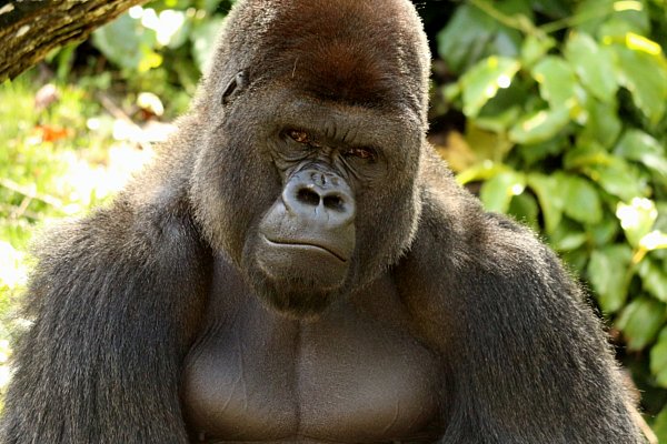 A close up of a gorilla