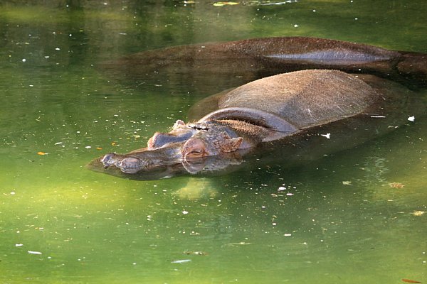 hippos in the water