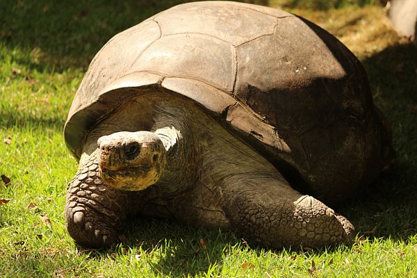 A large tortoise in the grass