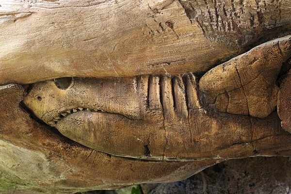 A closeup of a carving of a shark on the Tree of Life