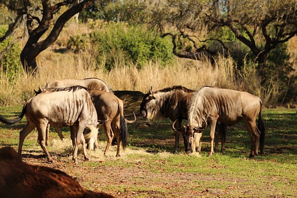 A herd of wildebeests grazing in the grass