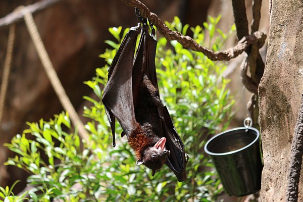 A bat hanging upside down from a vine