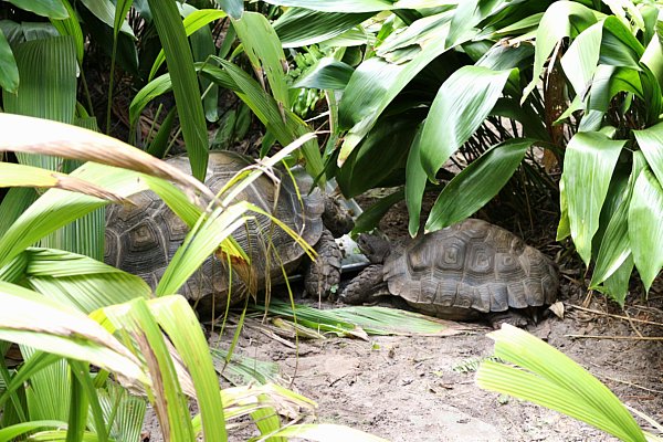 tortoises hiding under some leaves