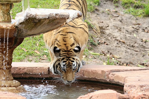 A tiger drinking from a pool of water