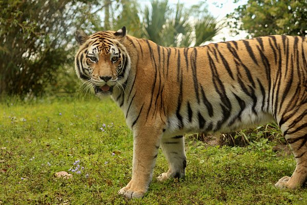A tiger standing on a grass covered field