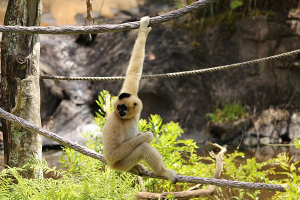 A white gibbon monkey hanging from ropes