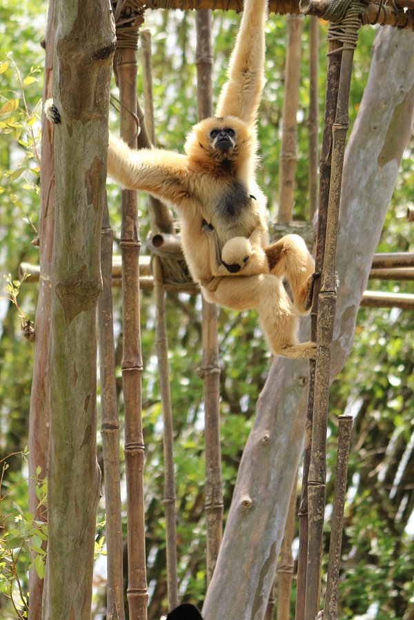 A white gibbon monkey with a baby standing between stalks of bamboo