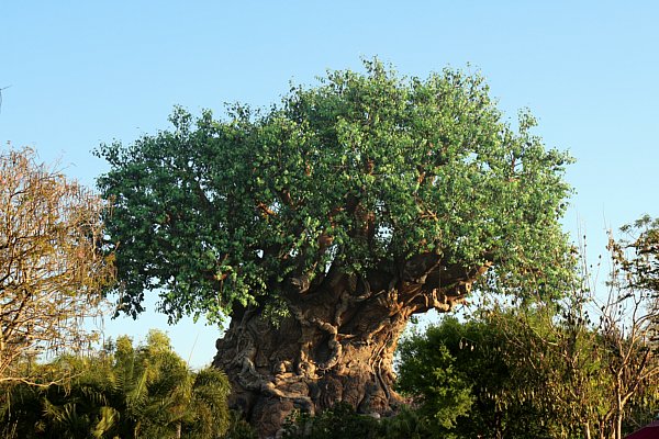 a wide view of the Tree of Life in Disney\'s Animal Kingdom park