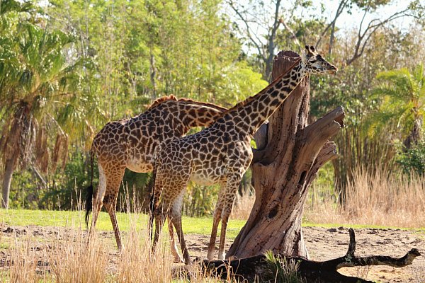 A group of giraffes standing in a field