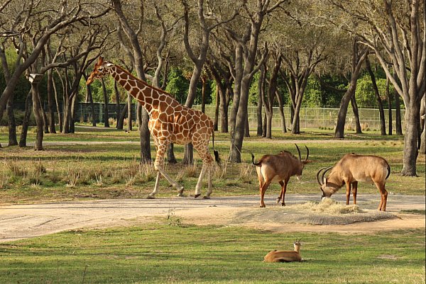 A group of giraffe other animals standing on top of a dirt field
