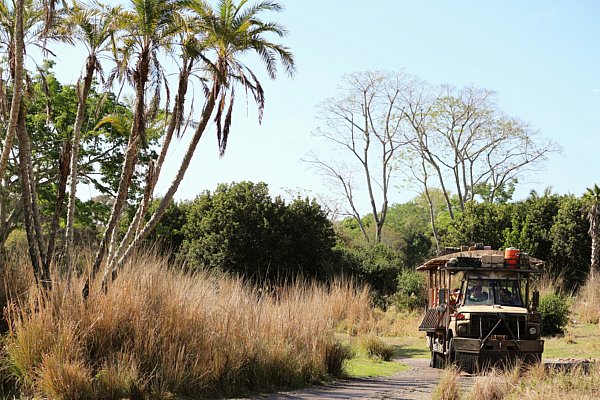 A safari vehicle driving down a road surrounded by plants and trees