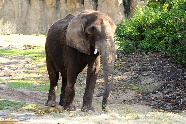 A elephant that is standing in the dirt