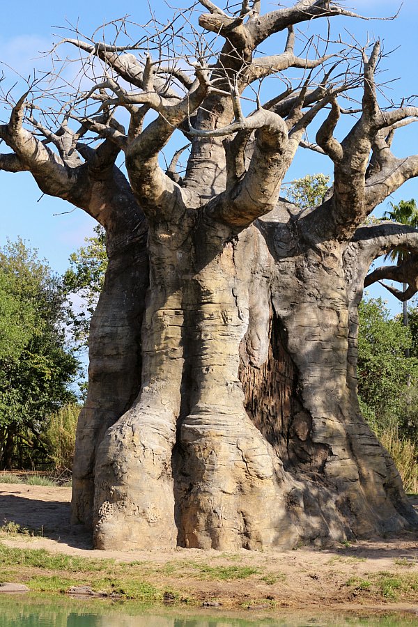 A large Baobab tree