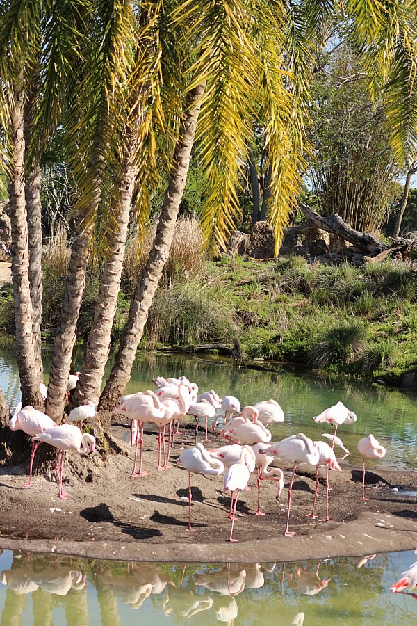 A group of flamingos standing on dirt next to a tree and a body of water