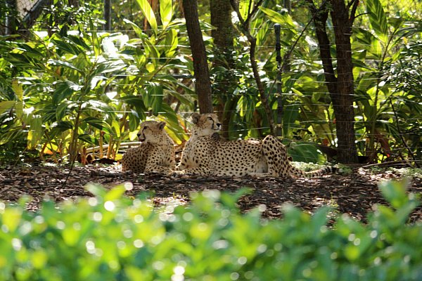 a closeup of two cheetahs relaxing in the shade