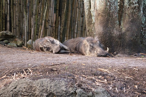 two warthogs laying on the ground