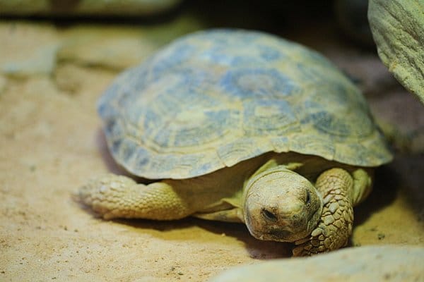 A close up of a turtle