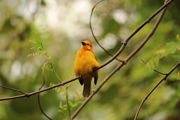 A small yellow bird perched on a tree branch