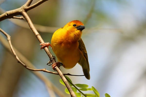 closeup of a small yellow bird perched on a tree branch