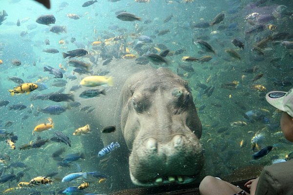 Underwater view of a hippo and a bunch of fish