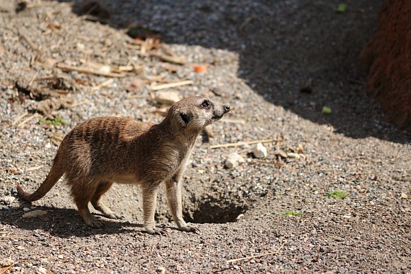 A meerkat standing on dirt