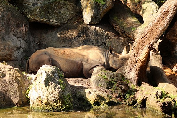 a rhino laying down on the ground