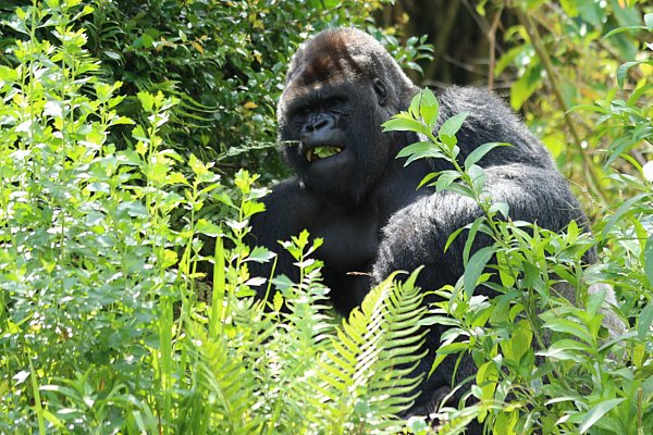 A gorilla eating leaves