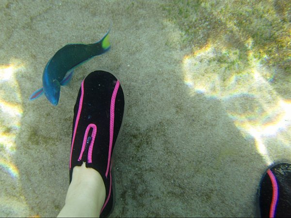 a blue fish next to foot wearing a black and pink water shoe underwater