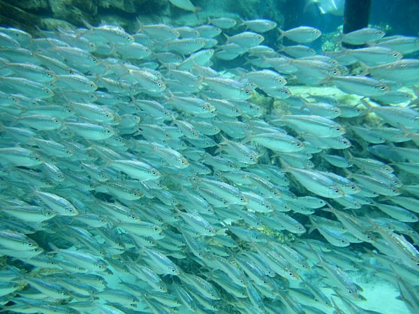 A school of fish in the water