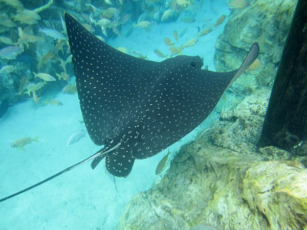 A black stingray swimming under water