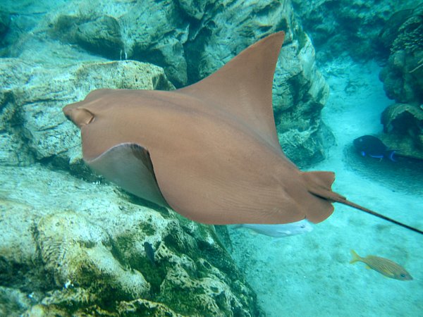 A brown stingray swimming under water