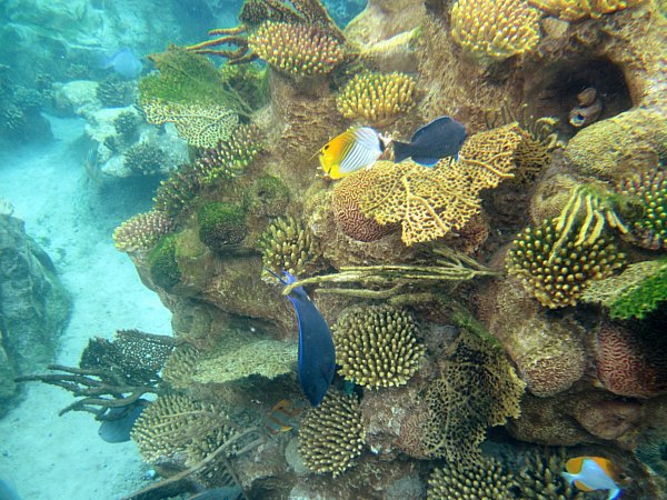 fish swimming through coral formations underwater