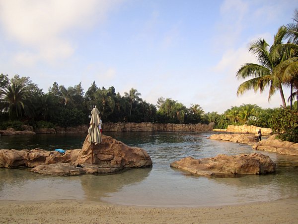 A group of palm trees next to a body of water