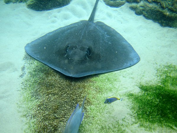 a blue stingray laying the sandy bottom underwater