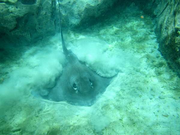 a stingray tossing sand up over itself underwater