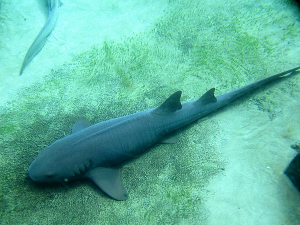 A shark laying on the sandy floor underwater